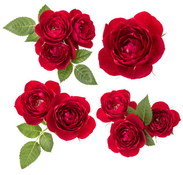 Collection of red roses isolated on white background. Set of different bouquet. Flat lay, top view.