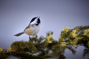 Black-capped chickadee singing on a spruce tree branch
