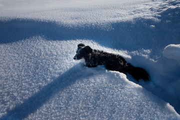 Fresh snow during sunny day in the swiss Alps with a dog playing