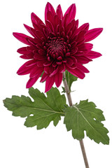 Dark red chrysanthemum flower, isolated on white background