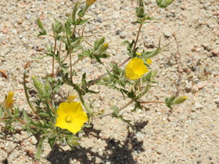 Mentzelia albicaulis, blazingstar, white-stemmed stickleaf, Red Rock Canyon, California.