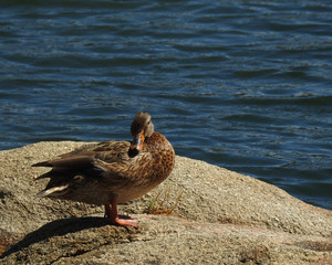 Mallard duck, female, Shaver Lake, Sierra Nevada Mountains, California.