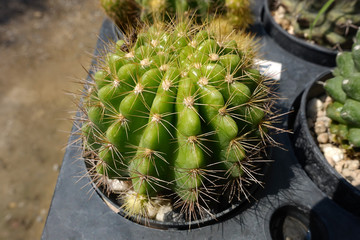 Cactus in the garden, Thailand