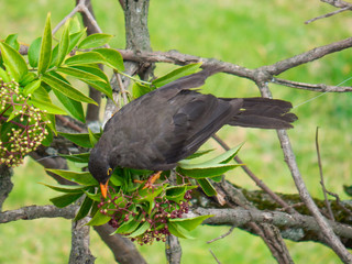 Great Thrush on the branch, Bogota, Colombia