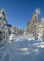 Obraz premium Trees in a snow on a sunny winter day. Winter forest in Manning Park, BC.