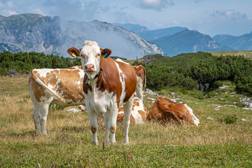 Fototapeta na wymiar the Alpine cows graze in a mountain meadow in summer time