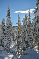 Trees in a snow on a sunny winter day. Winter forest in Manning Park, BC.