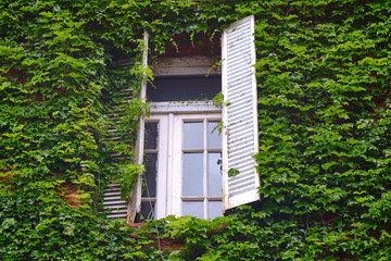 Ventana blanca con hojas entreabiertas rodeada de enredaderas verdes
