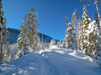 Trees in a snow on a sunny winter day. Winter forest in Manning Park, BC.