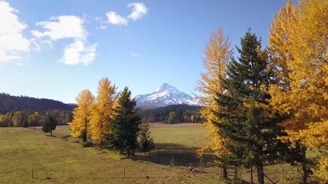 Drone flying through the autumn trees in rural Oregon with Mt. Hood in the background on a sunny day