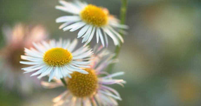Healing chamomile flowers Matricaria recutita plant in the field