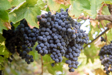 blue grapes bunch