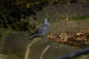 Jackdaw on a Wall