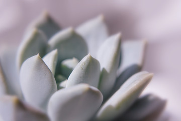 close-up photograhy of a succulent plant ith iridescent colors