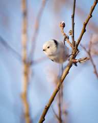 The long-tailed tit or long-tailed bushtit (Aegithalos caudatus), occasionally referred to as the silver-throated tit or silver-throated dasher, is a common bird found throughout Europe and the Palear