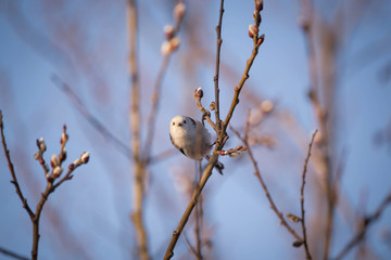 The long-tailed tit or long-tailed bushtit (Aegithalos caudatus), occasionally referred to as the...