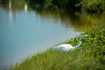 A great egret, also known as a great white heron, on a grassy shore.