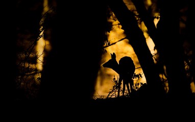 Capreolus capreolus, European deer in the forest