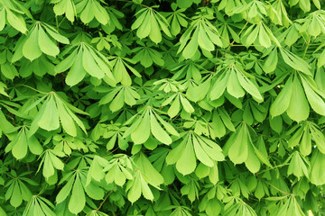 Fototapeta na wymiar leaves of a chestnut.