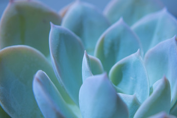 close-up photograhy of a succulent plant ith iridescent colors