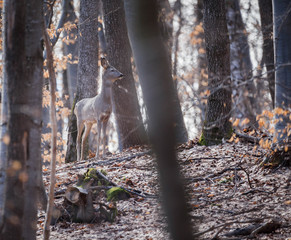 European roe deer (Capreolus capreolus). It is known as the western roe deer, chevreuil, or simply roe deer or roe, is a species of deer. The male of the species is sometimes referred to as a roebuck.