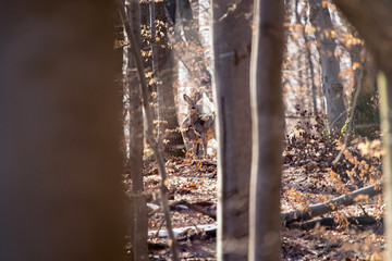 European roe deer (Capreolus capreolus). It is known as the western roe deer, chevreuil, or simply roe deer or roe, is a species of deer. The male of the species is sometimes referred to as a roebuck.
