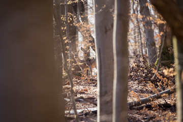 European roe deer (Capreolus capreolus). It is known as the western roe deer, chevreuil, or simply roe deer or roe, is a species of deer. The male of the species is sometimes referred to as a roebuck.