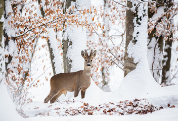 European roe deer (Capreolus capreolus). It is known as the western roe deer, chevreuil, or simply roe deer or roe, is a species of deer. The male of the species is sometimes referred to as a roebuck.