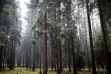 Fototapeta premium Dämmerwald