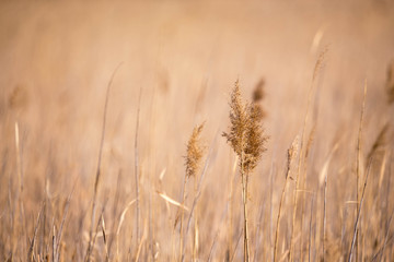 Obraz premium golden reeds field
