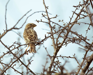 Emberiza calandra or Miliaria calandra refers to the corn bunting which is a passerine bird in the bunting family Emberizidae