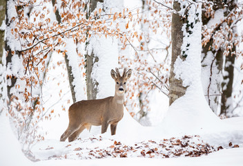 European roe deer (Capreolus capreolus). It is known as the western roe deer, chevreuil, or simply roe deer or roe, is a species of deer. The male of the species is sometimes referred to as a roebuck.