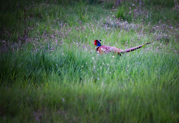 The common pheasant (Phasianus colchicus) is a bird in the pheasant family (Phasianidae).