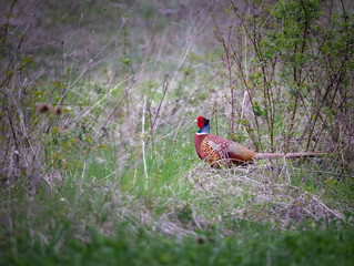 The common pheasant (Phasianus colchicus) is a bird in the pheasant family (Phasianidae).