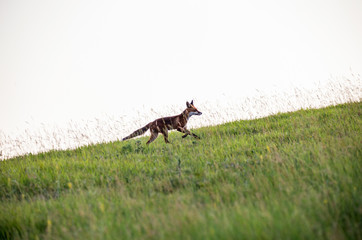 Red fox on an hill. (Vulpes vulpes).