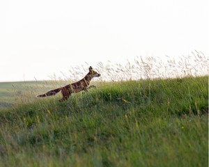 Red fox on an hill. (Vulpes vulpes).