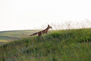 Red fox on an hill. (Vulpes vulpes).