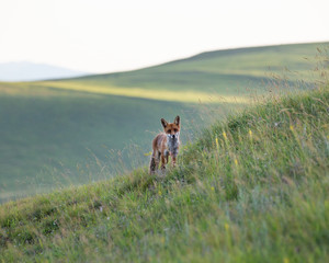 Red fox on an hill. (Vulpes vulpes).