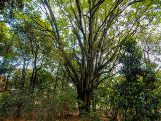 Fototapeta na wymiar Giant tree in the park
