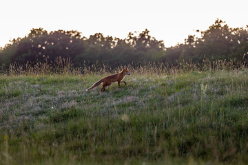 Vulpes vulpes, European red fox near Hoia Baciu forest from Romania. Transylvania wildlife.
