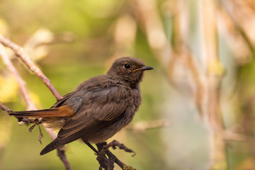 The black redstart (Phoenicurus ochruros) is a small passerine bird in the redstart genus Phoenicurus.