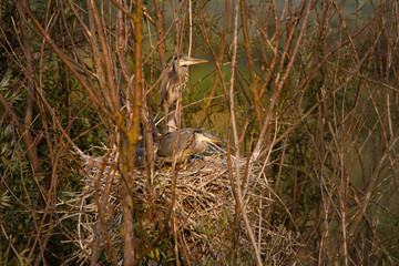 Gray heron, Ardea cinerea, nest