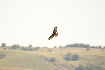 The common buzzard (Buteo buteo) is a medium-to-large bird of prey which has a large range. A...