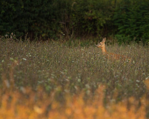 European roe deer (Capreolus capreolus). It is known as the western roe deer, chevreuil, or simply roe deer or roe, is a species of deer. The male of the species is sometimes referred to as a roebuck.