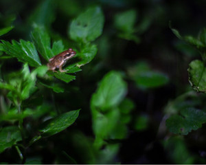 The common frog (Rana temporaria), also known as the European common frog, European common brown frog, or European grass frog, is a semi-aquatic amphibian of the family Ranidae