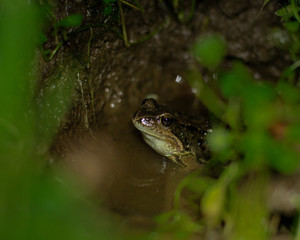The common frog (Rana temporaria), also known as the European common frog, European common brown frog, or European grass frog, is a semi-aquatic amphibian of the family Ranidae