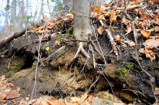 racines d'un arbre