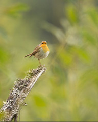 The European robin, known simply as the robin or robin redbreast in the British Isles, is a small insectivorous passerine bird, specifically a chat