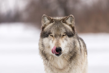 A close up of a wolf licking it's lips © Jennifer