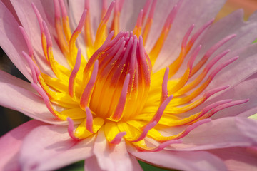 Fototapeta premium close up of a flower